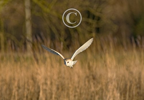 Barn Owl in Flight DM0901